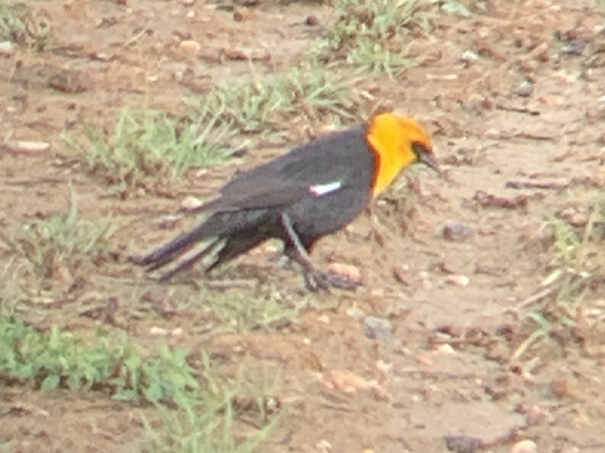 Yellow-headed Blackbird - ML570935361