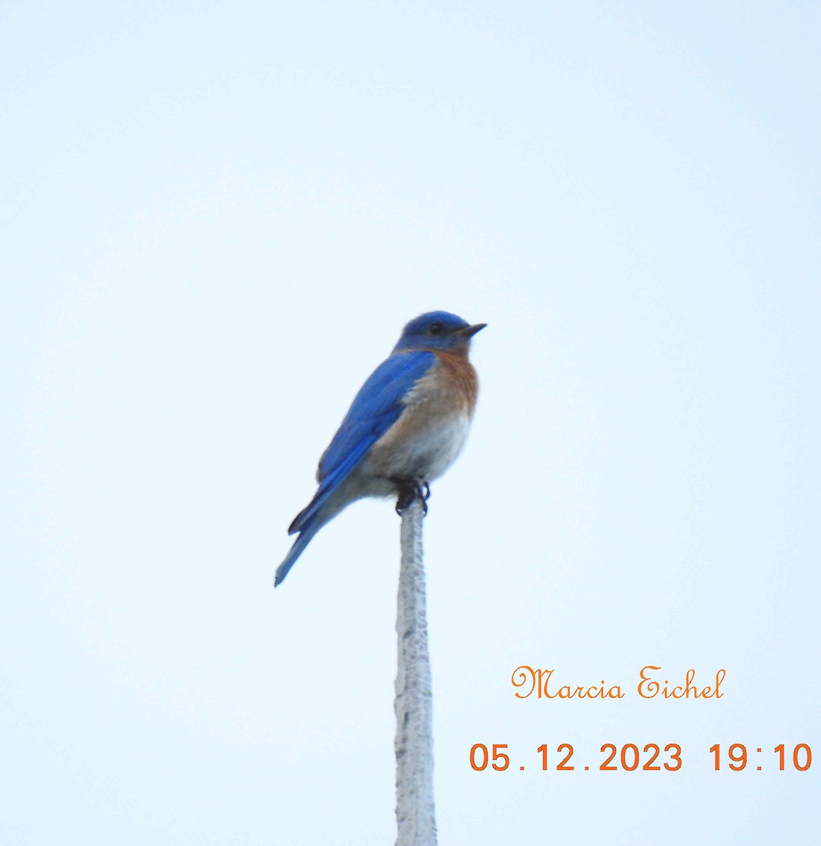 Eastern Bluebird - ML570935831