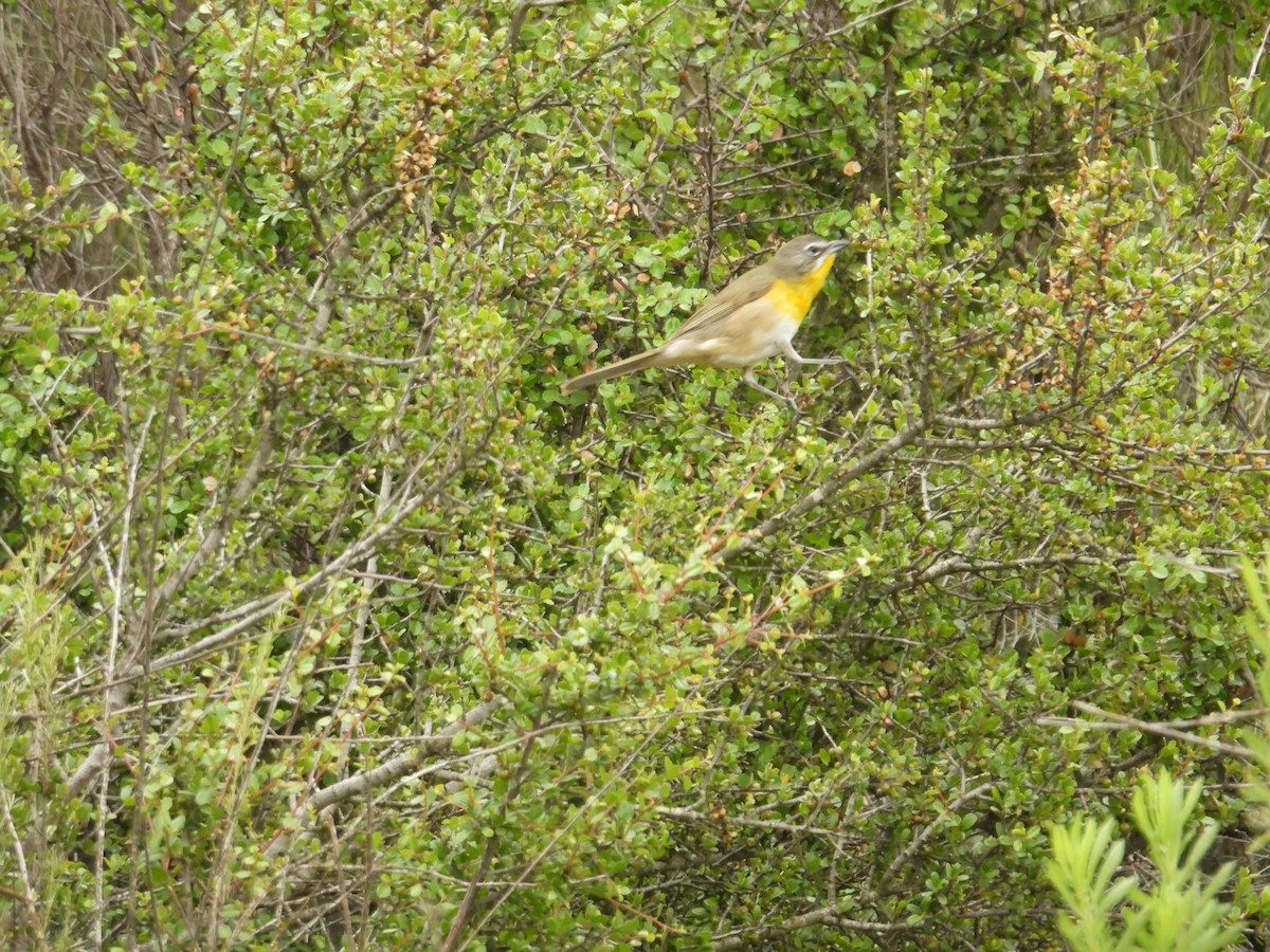Yellow-breasted Chat - ML570936101