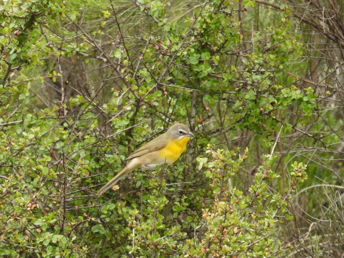 Yellow-breasted Chat - ML570936111
