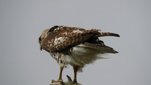 Red-tailed Hawk (borealis) - ML570936171