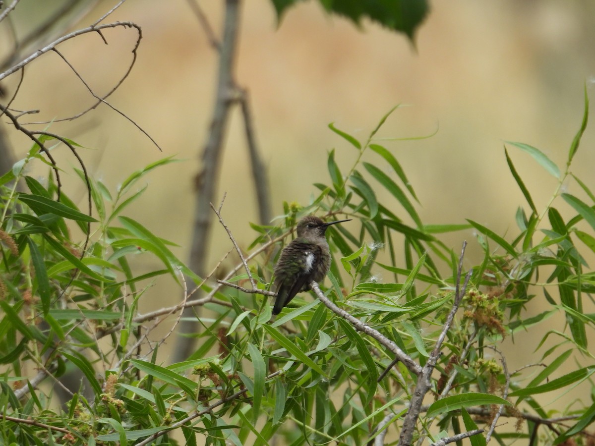 Anna's Hummingbird - ML570939841