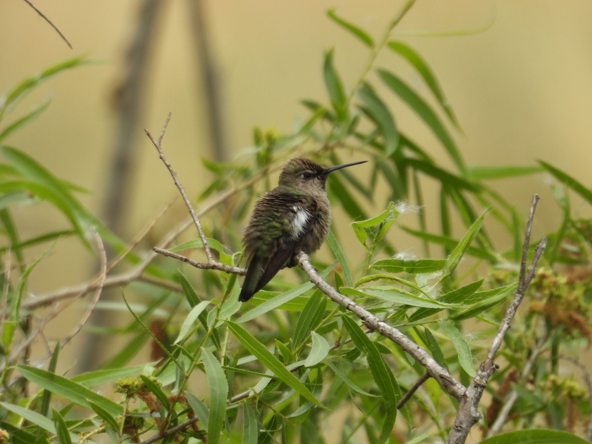 Anna's Hummingbird - ML570939851