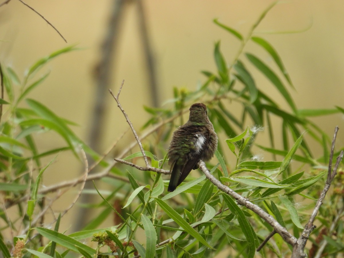 Anna's Hummingbird - ML570939871