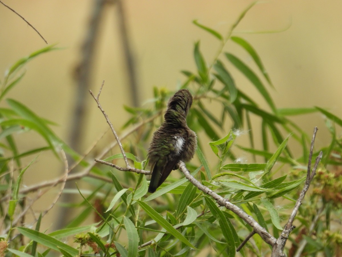 Anna's Hummingbird - ML570939881