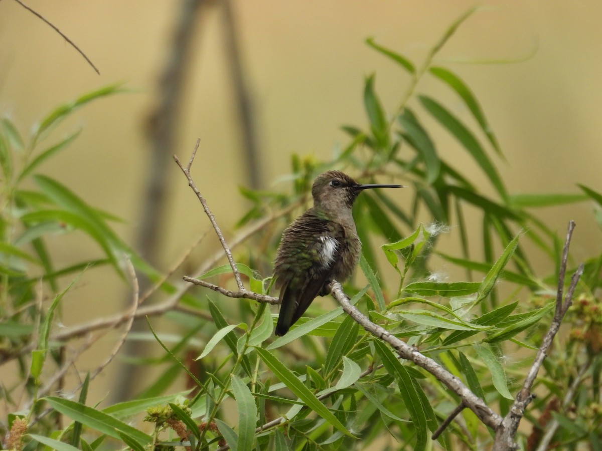 Anna's Hummingbird - ML570939891