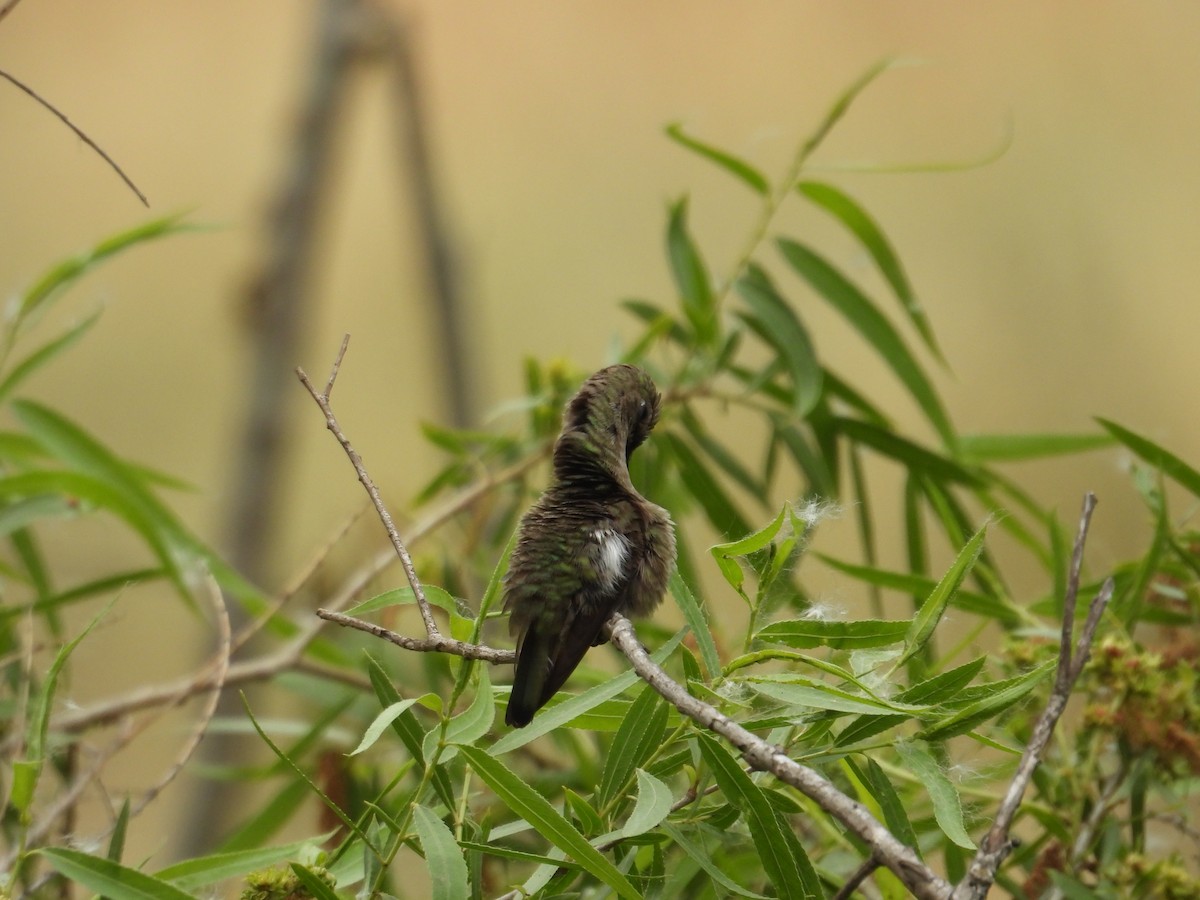 Anna's Hummingbird - ML570939901