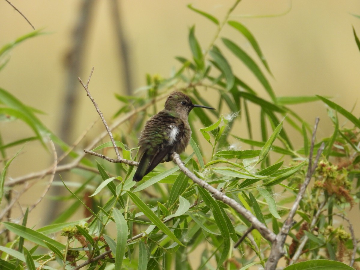 Anna's Hummingbird - ML570939911