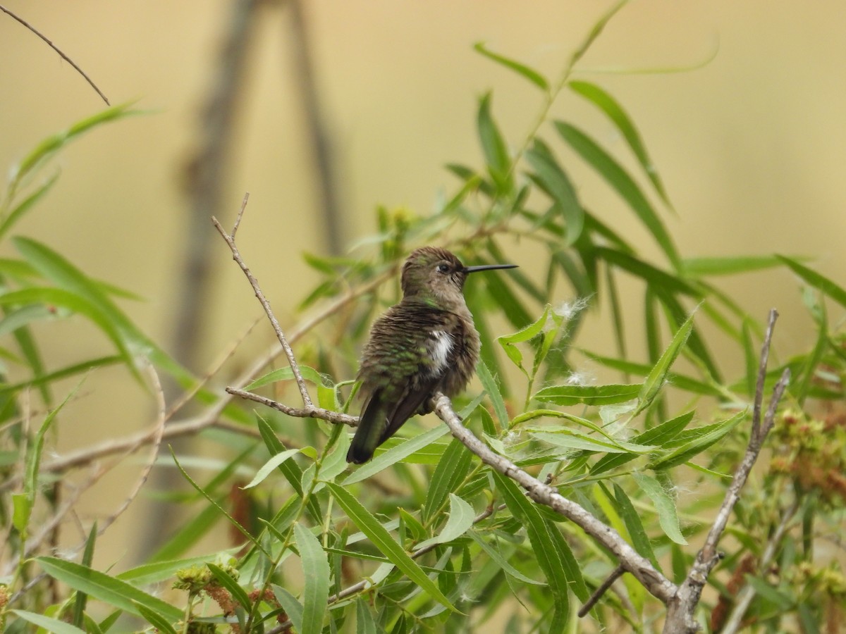 Anna's Hummingbird - ML570939921