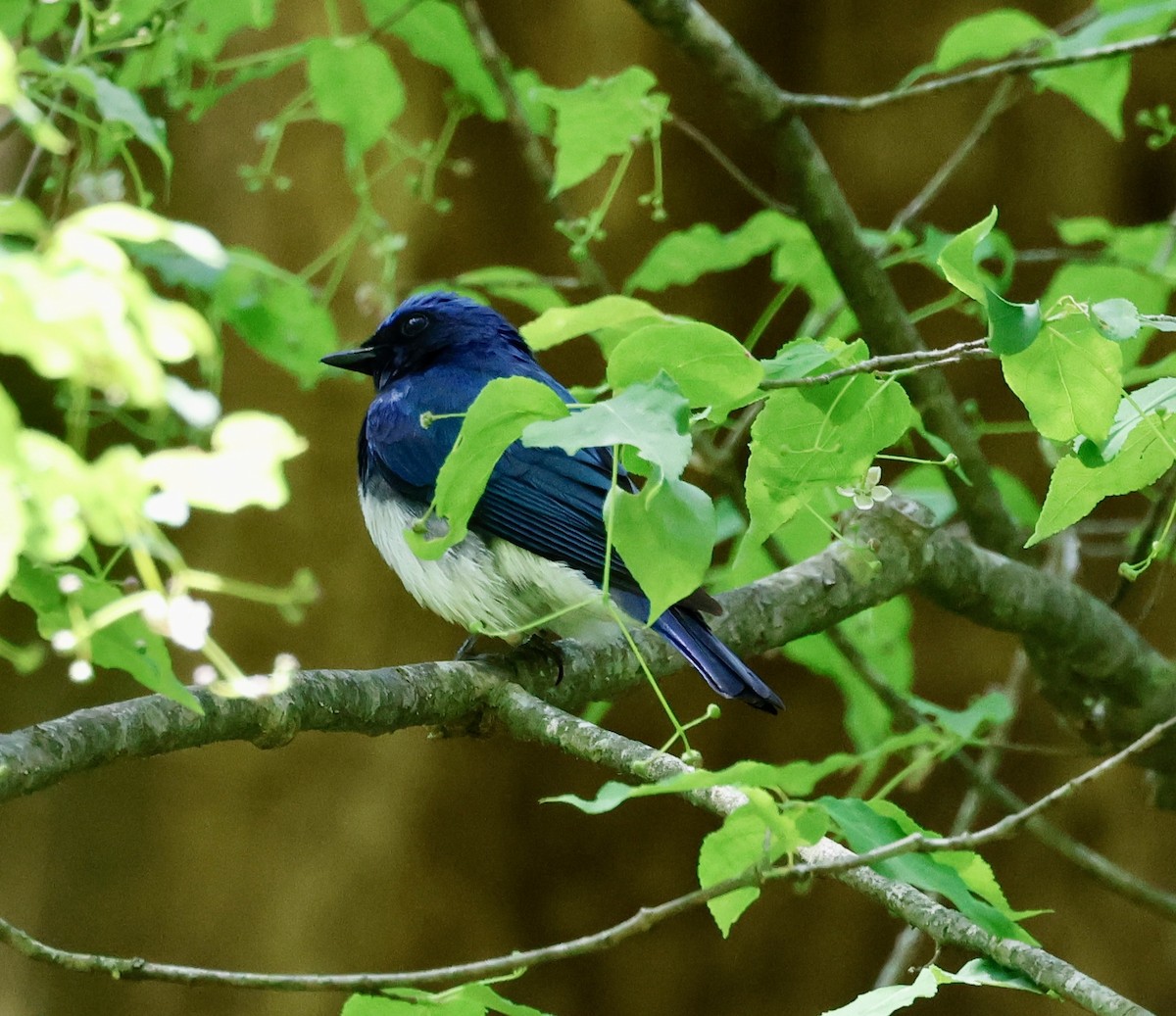 Blue-and-white Flycatcher - ML570945781
