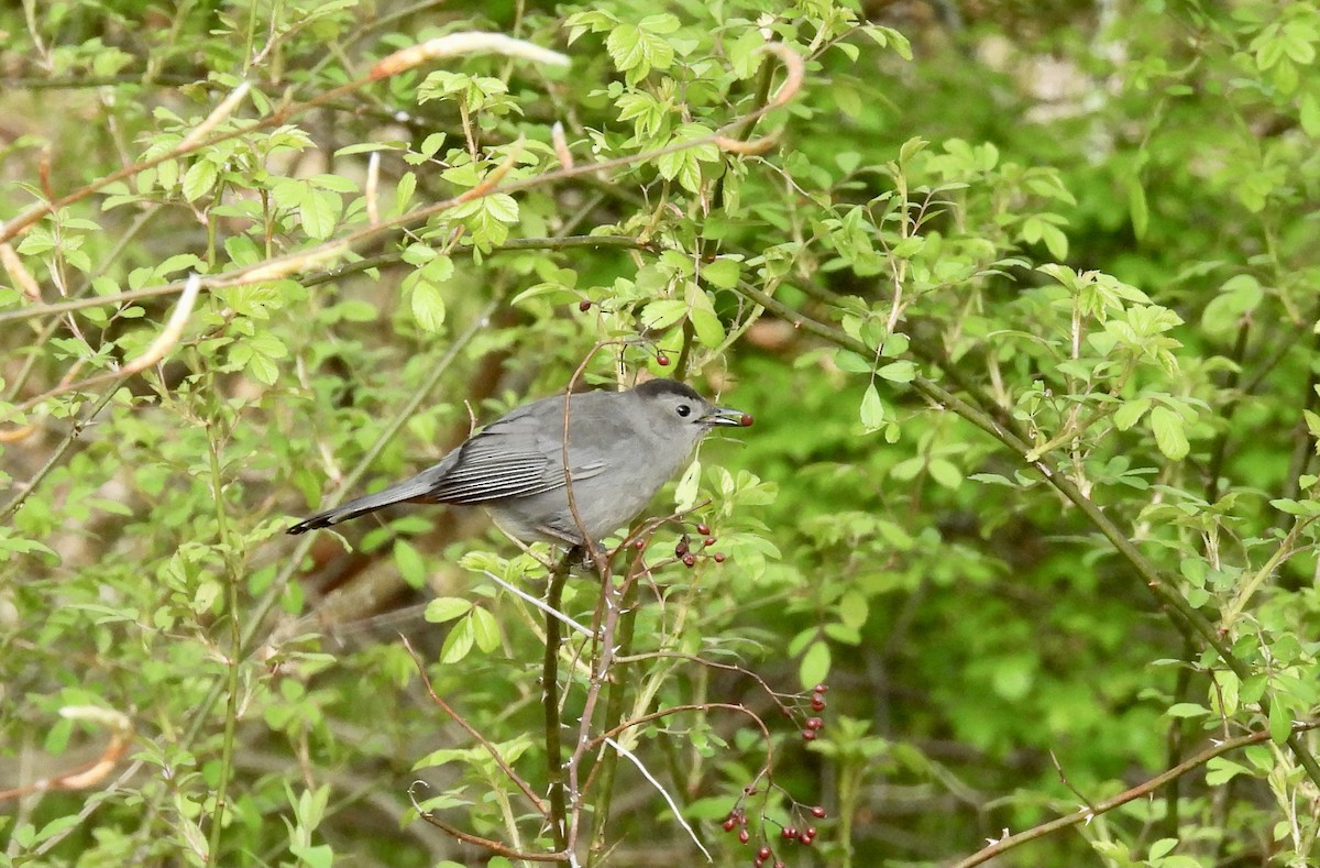 New Jersey eBird Checklist 10 May 2023 Woodbourne Forest and