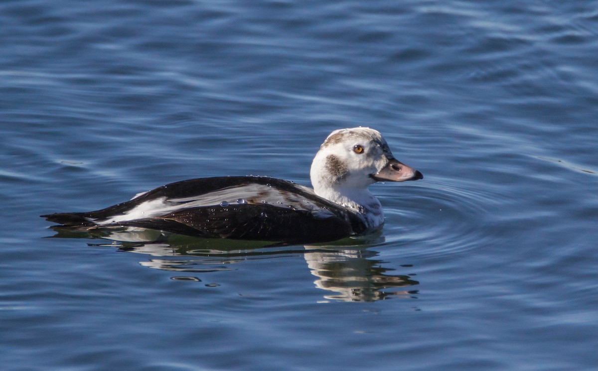 Long-tailed Duck - ML57094871