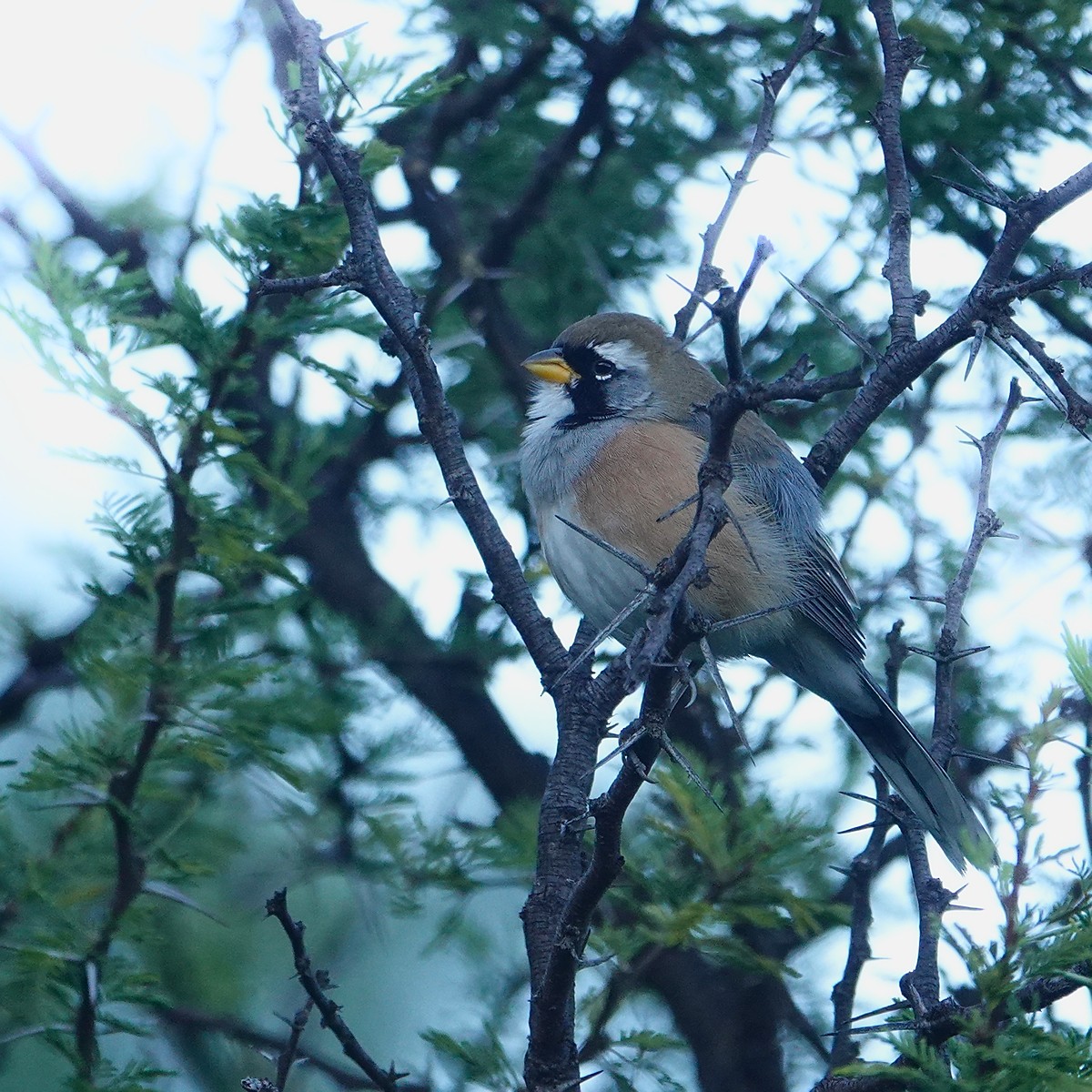 Many-colored Chaco Finch - ML570948901