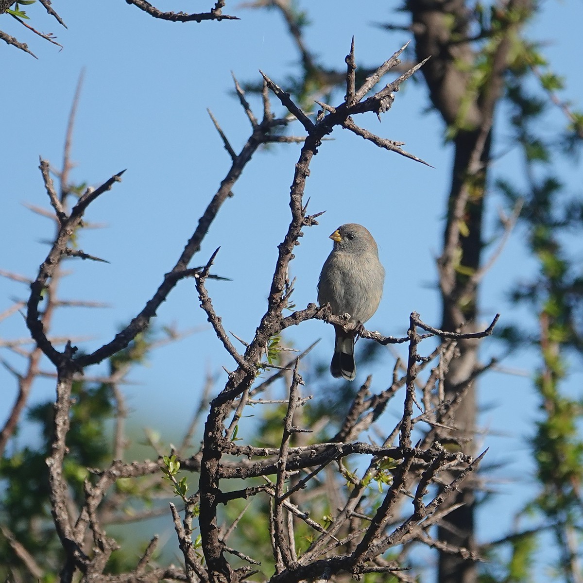 Band-tailed Seedeater - ML570949001