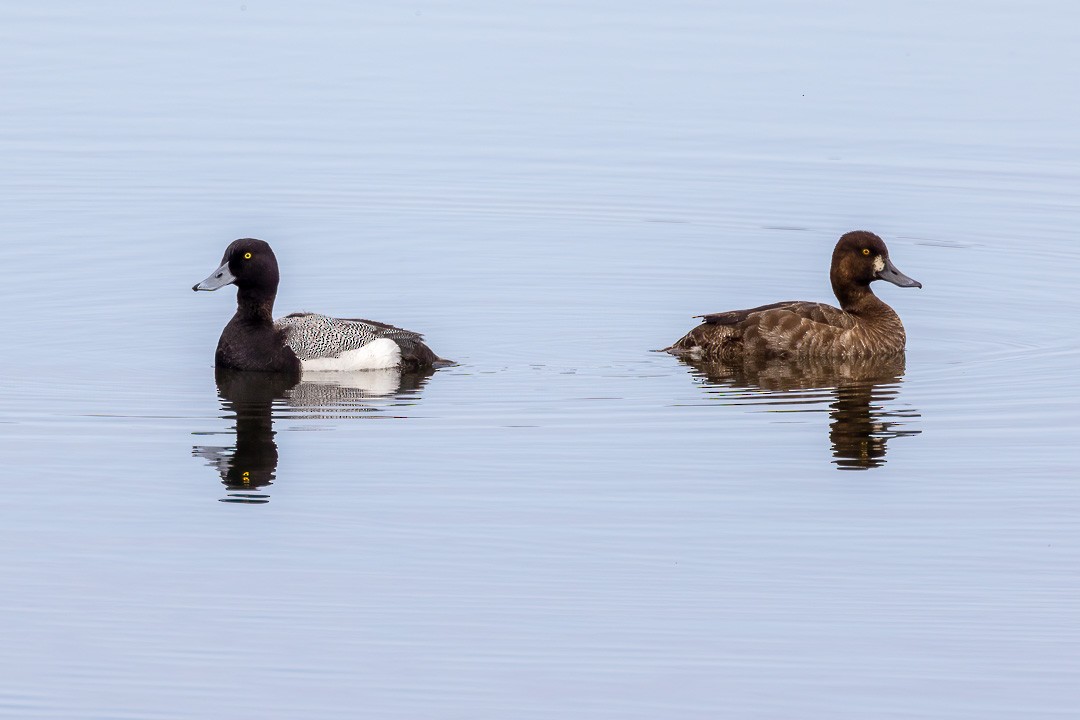 Greater Scaup - ML570949581