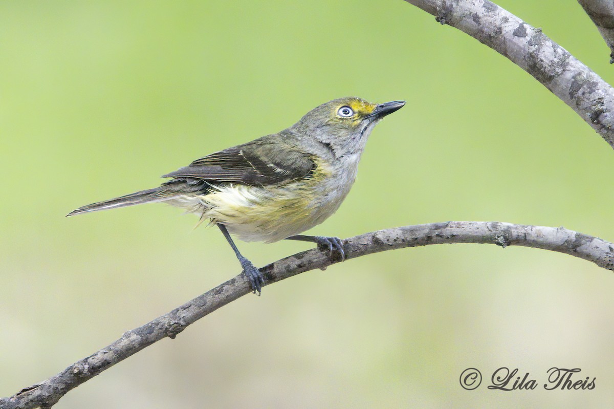 White-eyed Vireo - Lila Theis