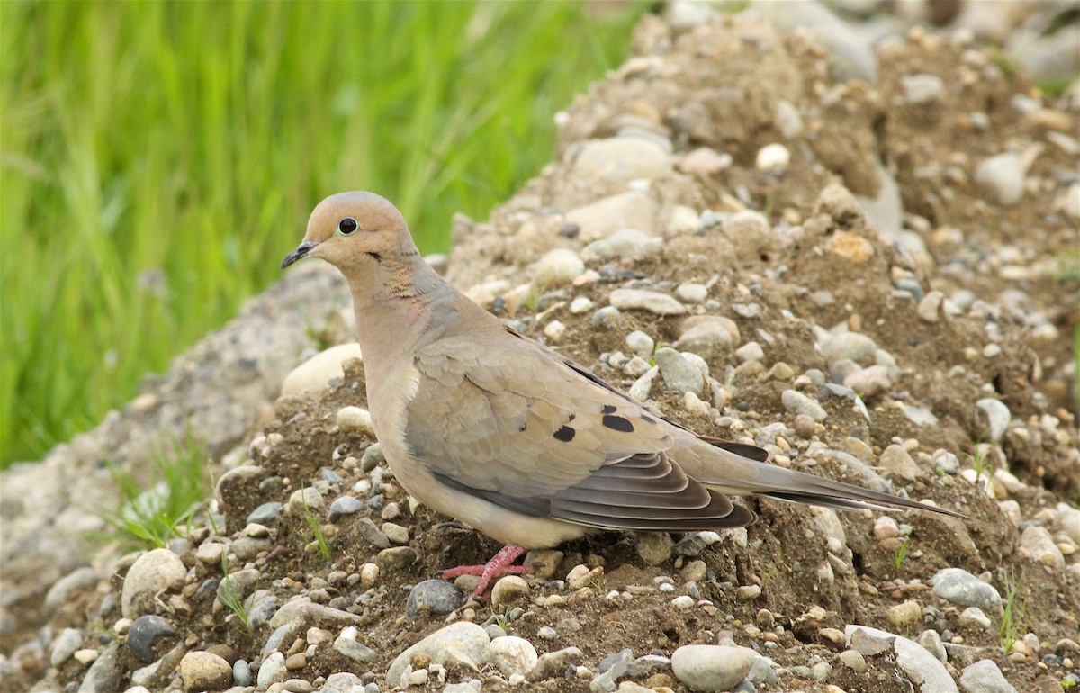 Mourning Dove - Kathryn Keith