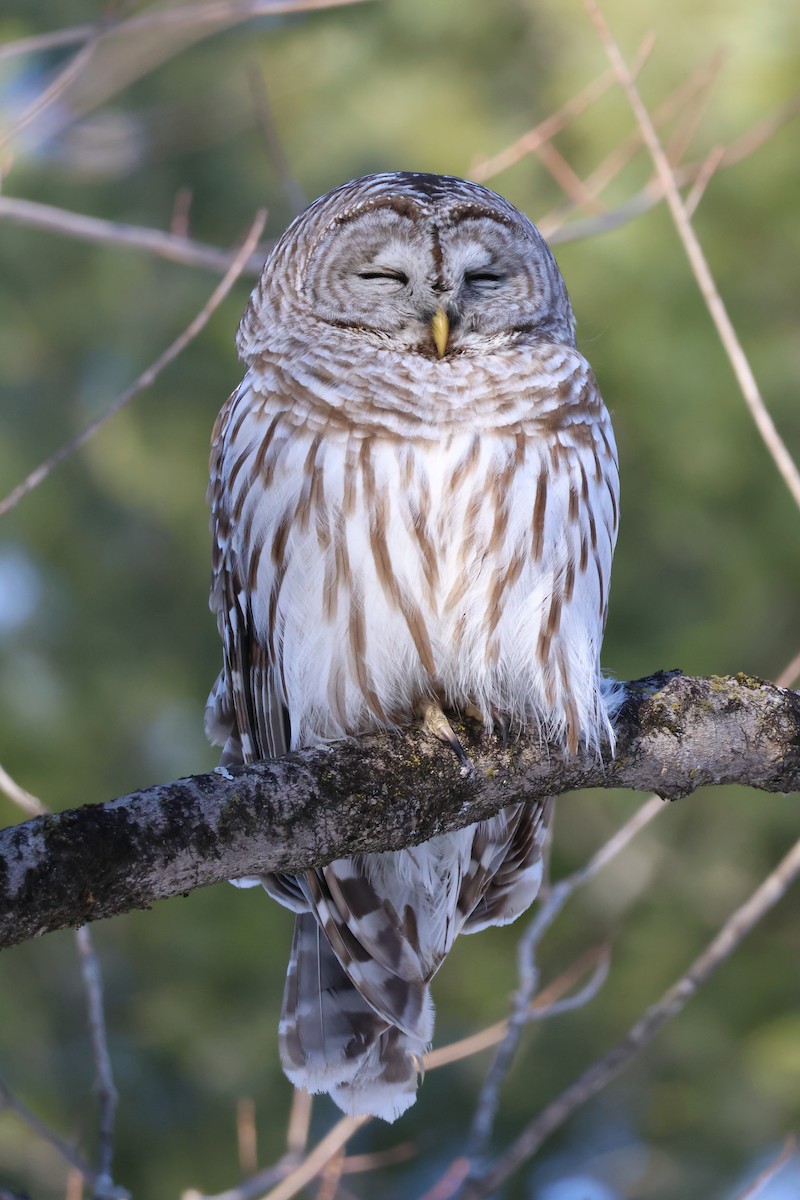 Barred Owl - ML570959011