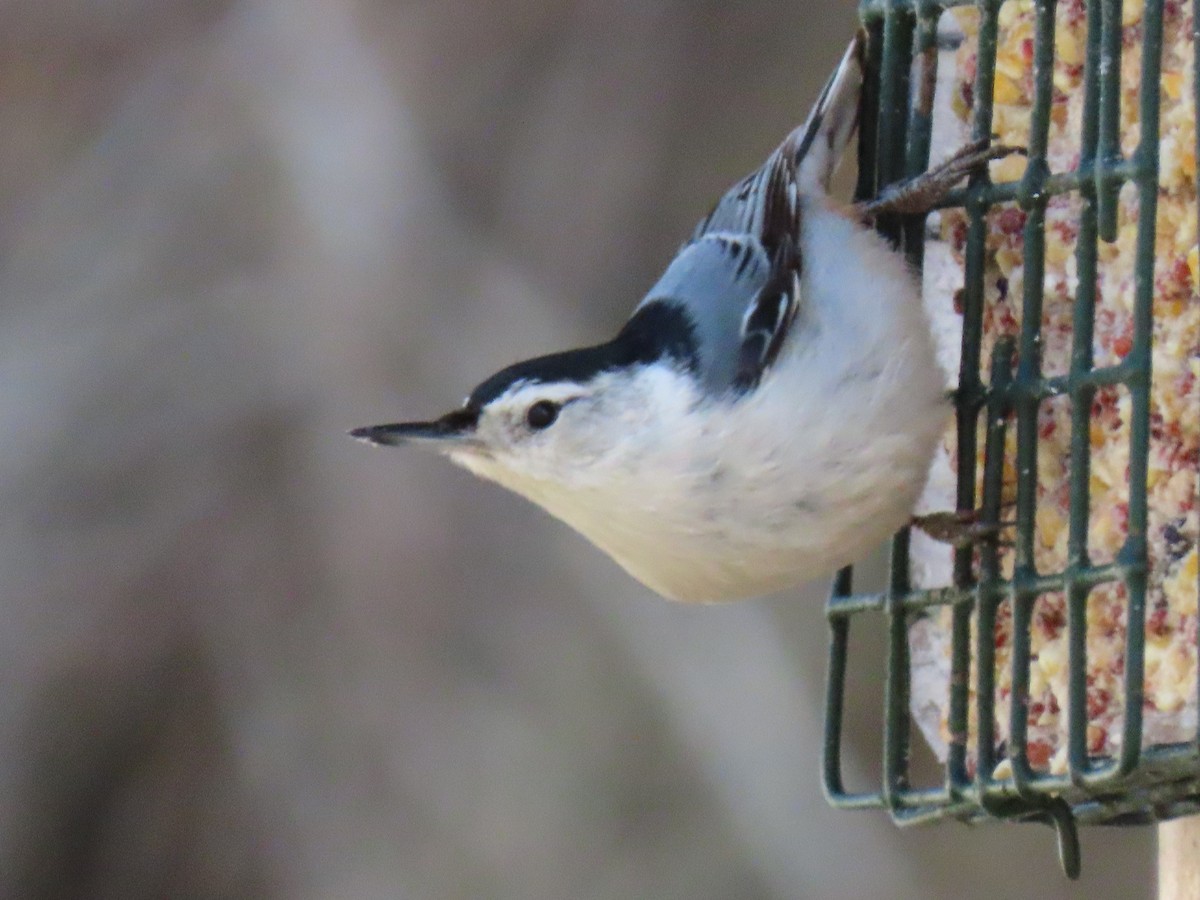 White-breasted Nuthatch - ML570959571