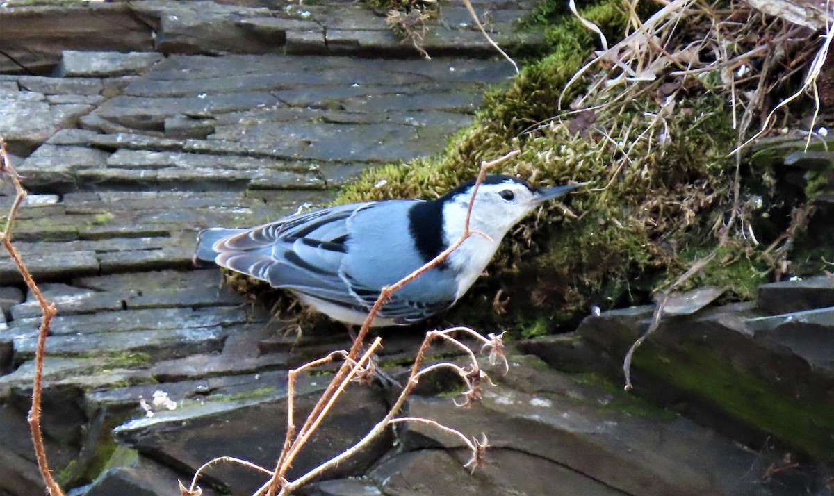 White-breasted Nuthatch - Georgette Blanchette