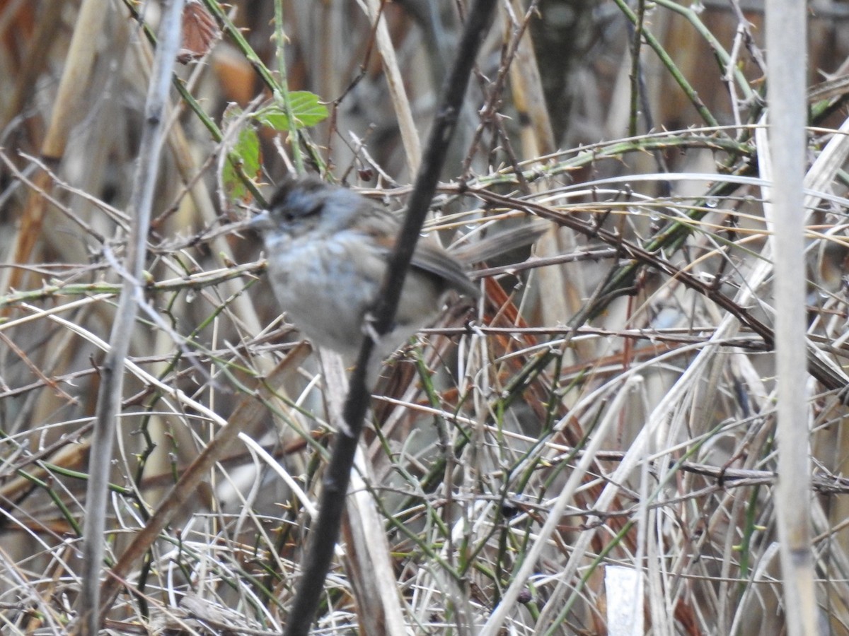 Swamp Sparrow - ML570960461