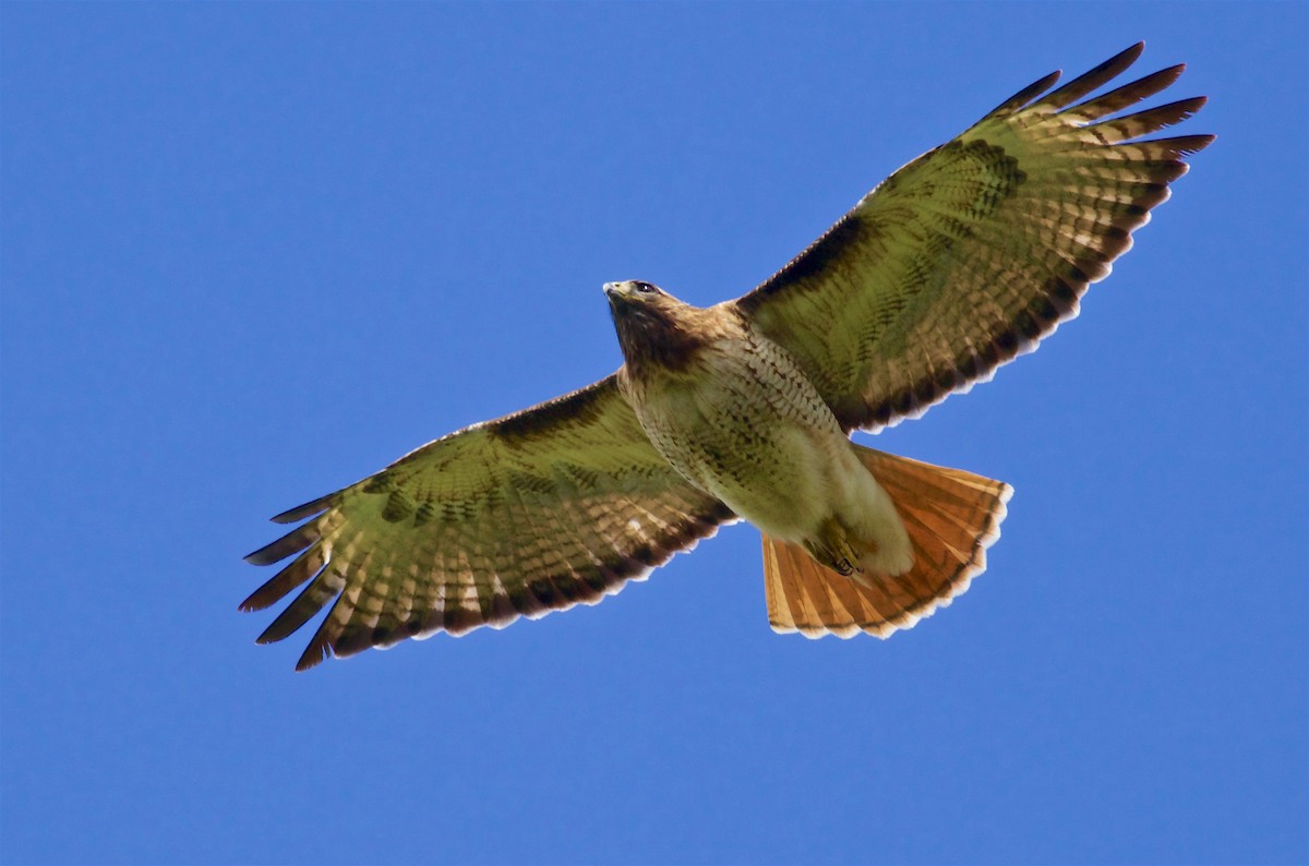 Red-tailed Hawk - ML57096441