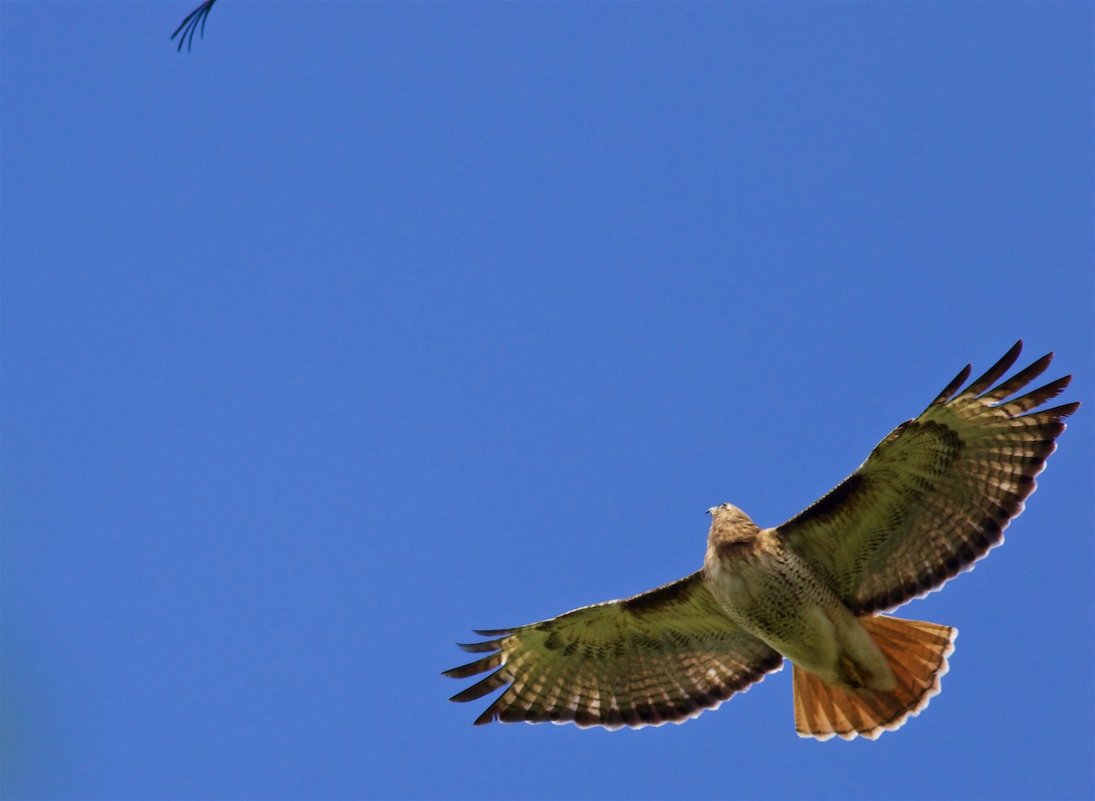 Red-tailed Hawk - ML57096451