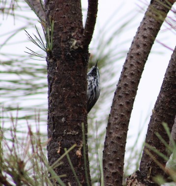 Black-and-white Warbler - ML570965191