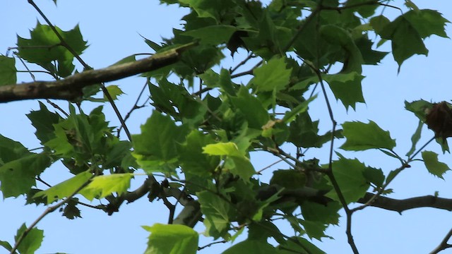 Golden-winged Warbler - ML570965611