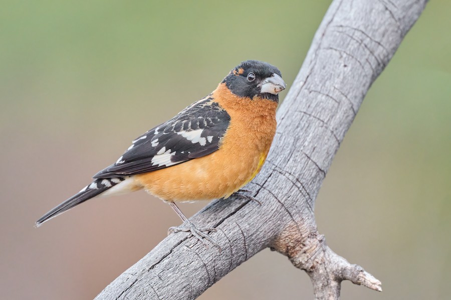 Black-headed Grosbeak
