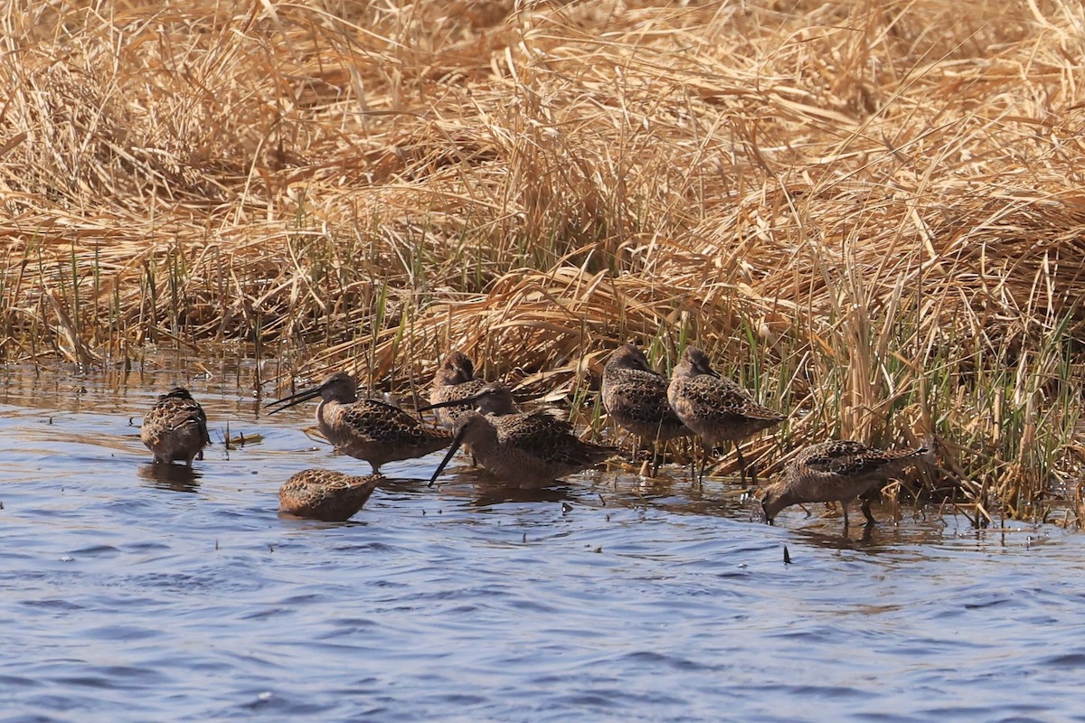 Long-billed Dowitcher - ML570971631