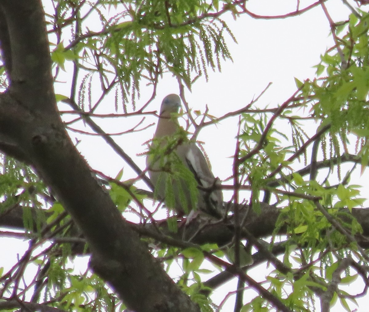 eBird Checklist 12 May 2023 Transfer, PA Rt. 18/Rutledge Rd. 11