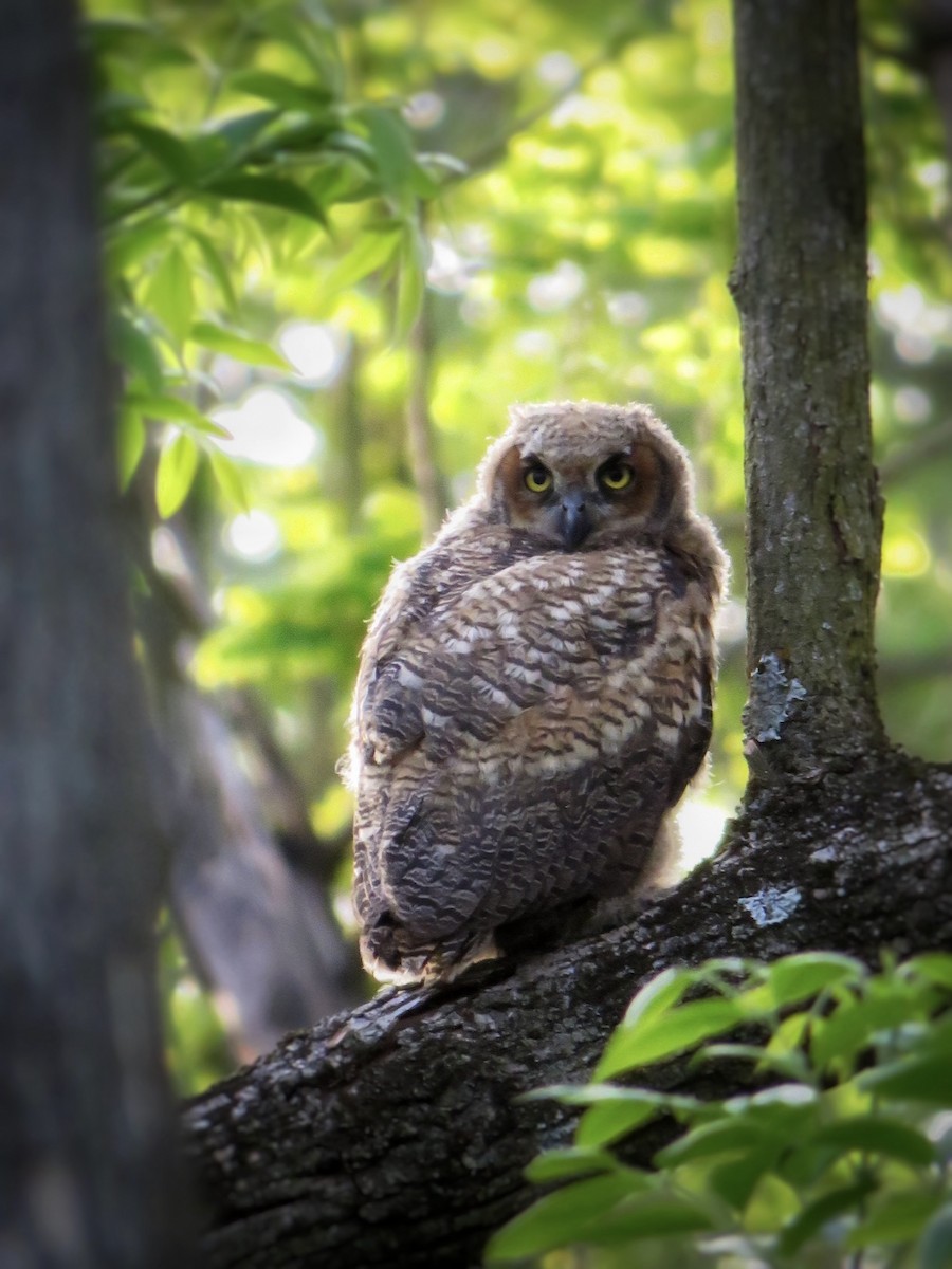Great Horned Owl - ML570978851