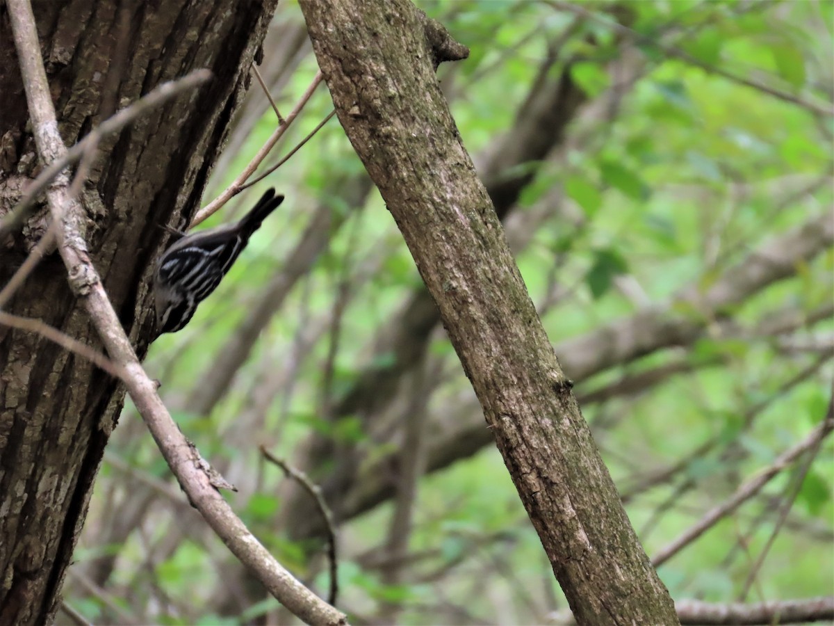 Black-and-white Warbler - ML570979461