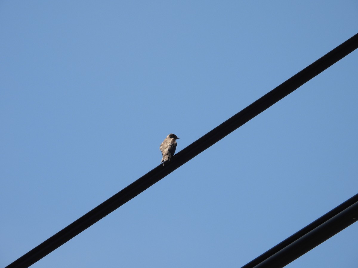 Northern Rough-winged Swallow - ML570979911