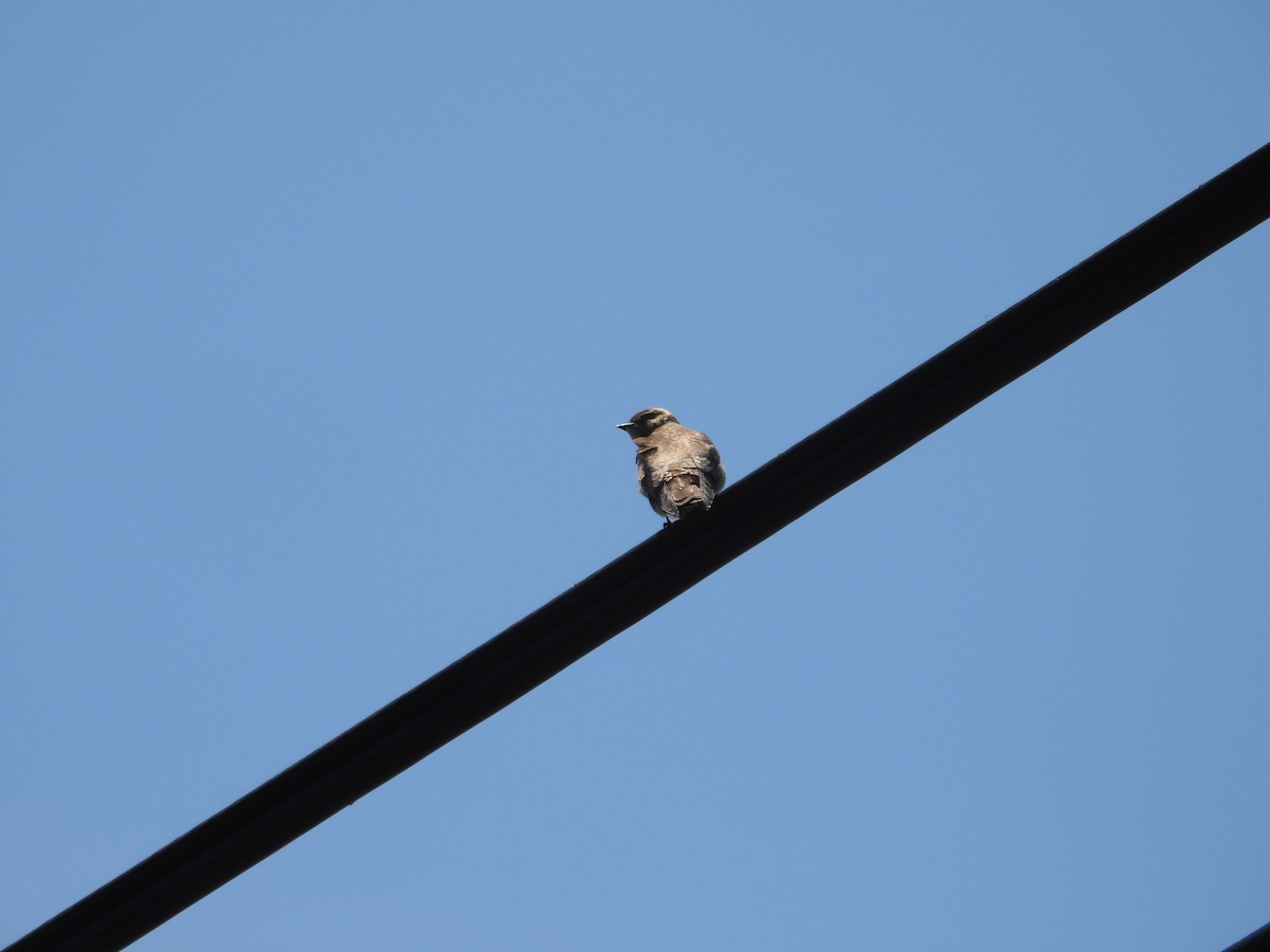 Northern Rough-winged Swallow - ML570979921