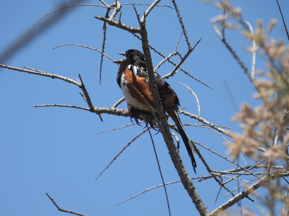 Spotted Towhee - ML570980311