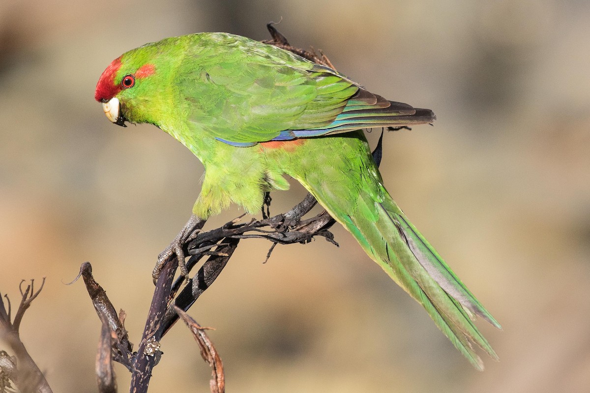 Red-crowned Parakeet - ML57098451