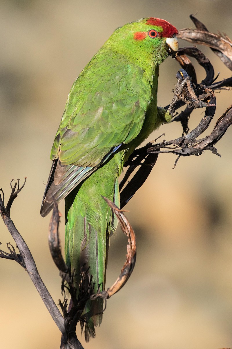 Red-crowned Parakeet - ML57098541