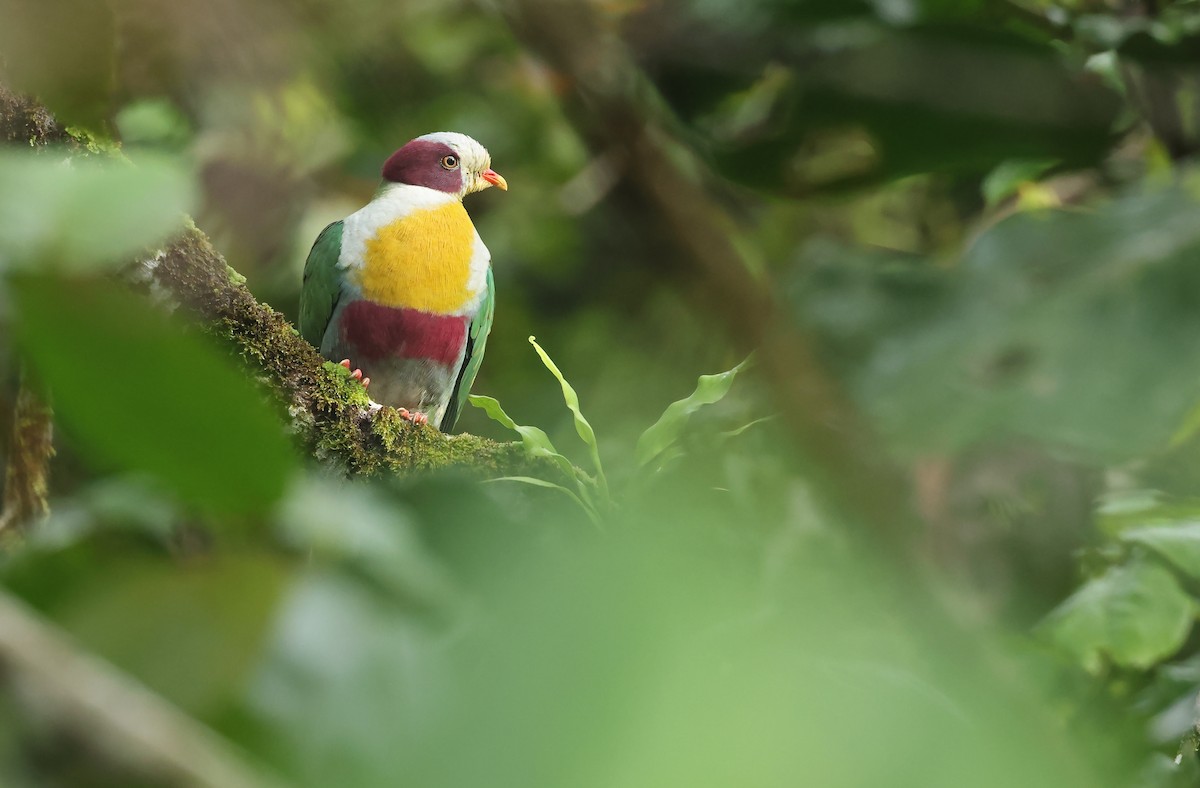Yellow-breasted Fruit-Dove - ML570988861