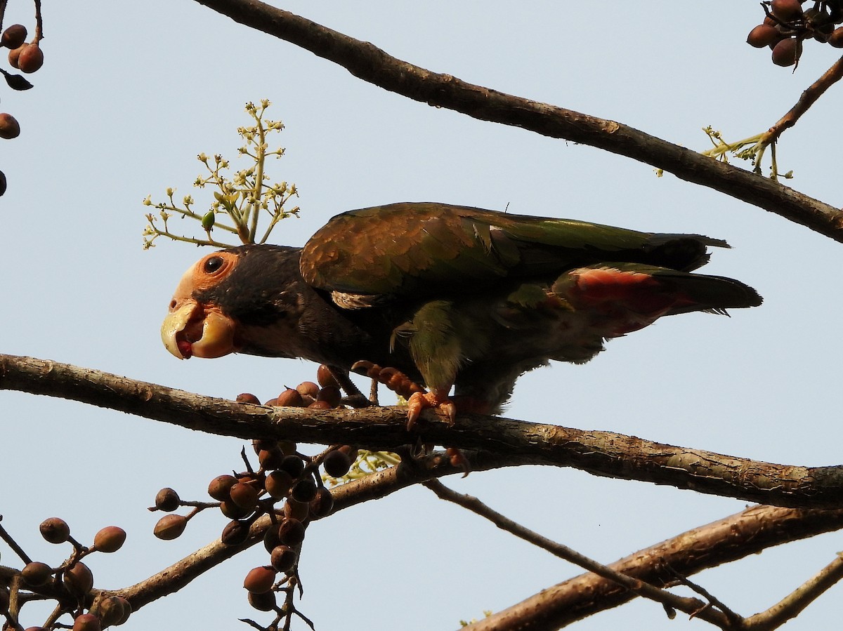 White-crowned Parrot - ML570988971