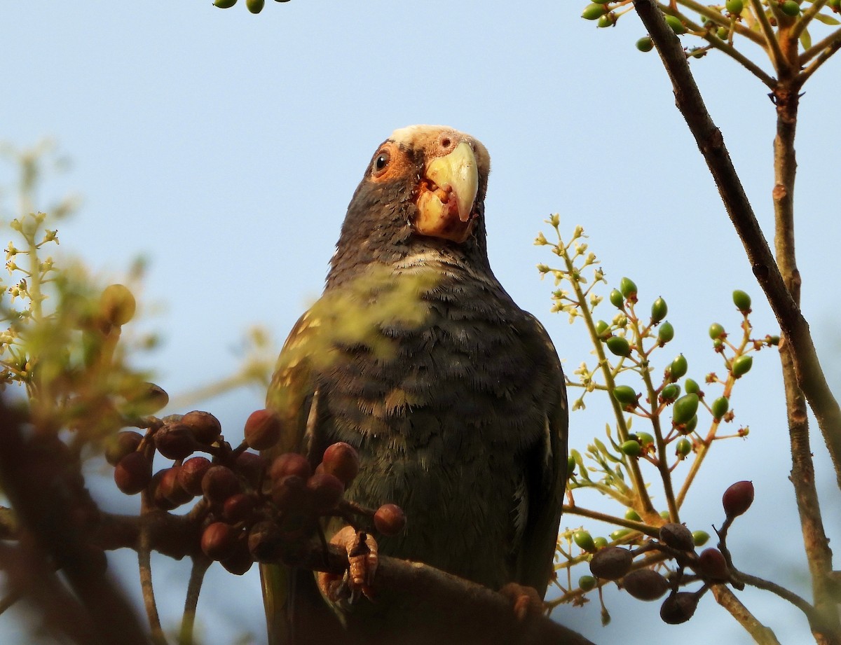White-crowned Parrot - ML570988981