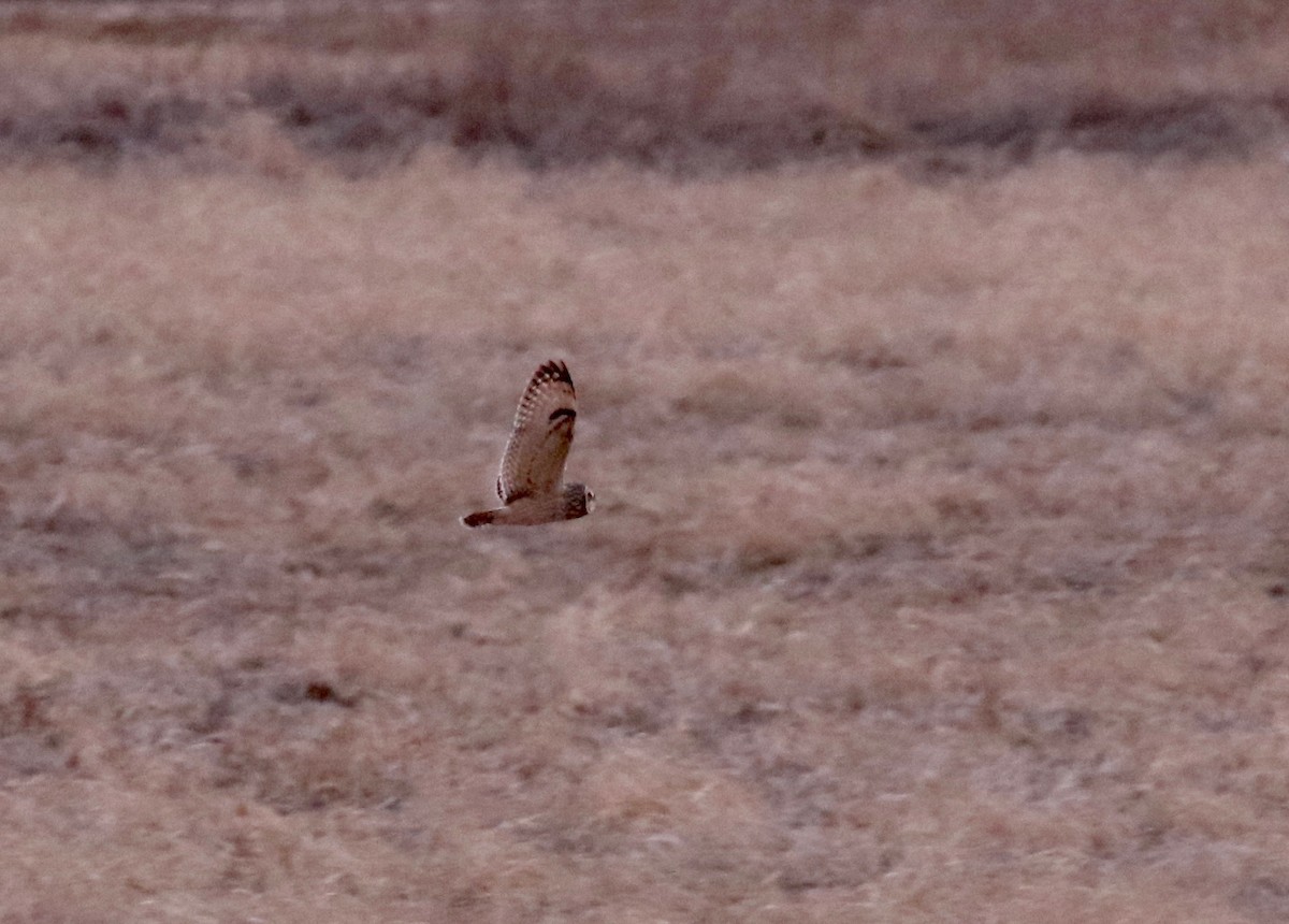Short-eared Owl - ML570989281