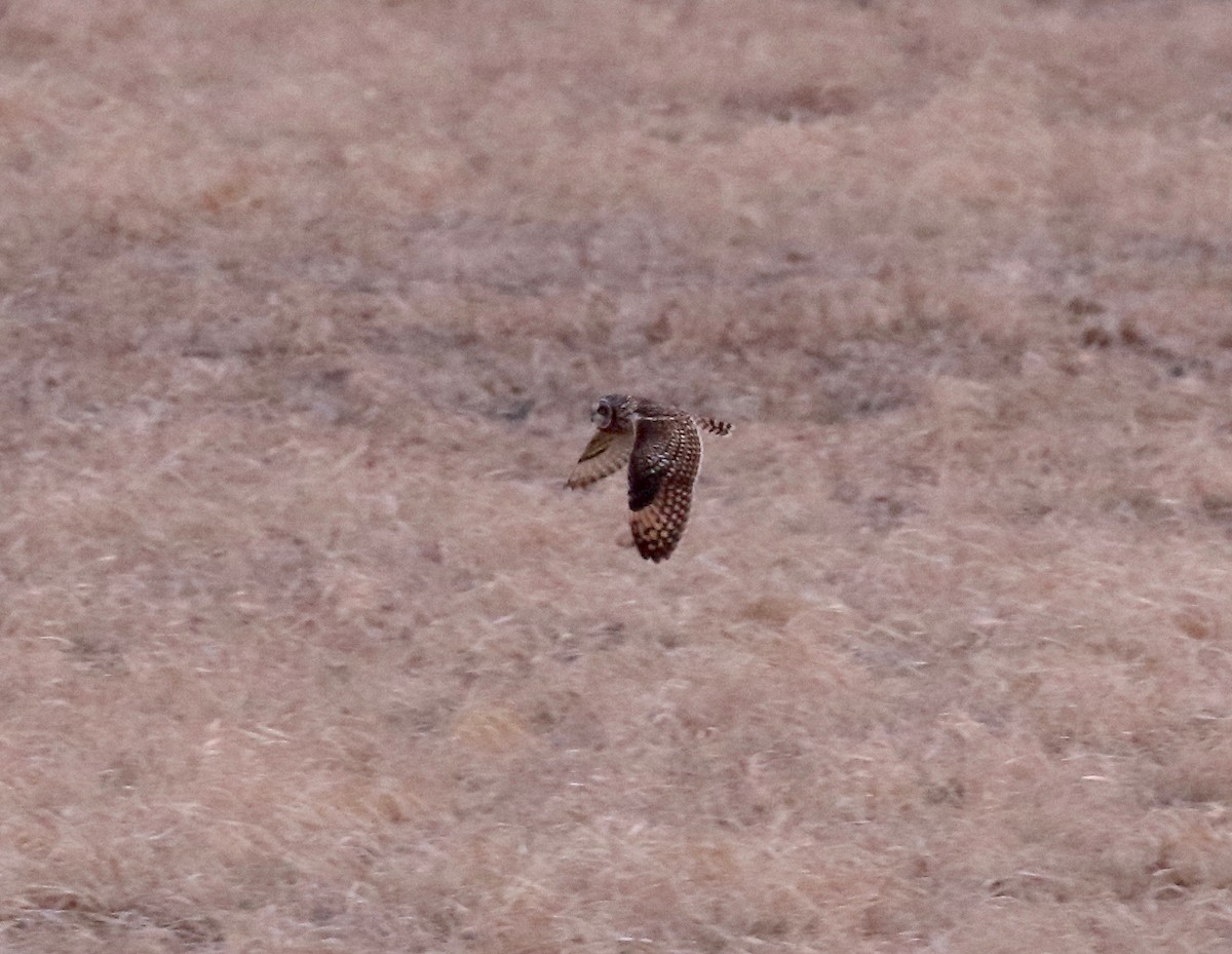 Short-eared Owl - ML570989301