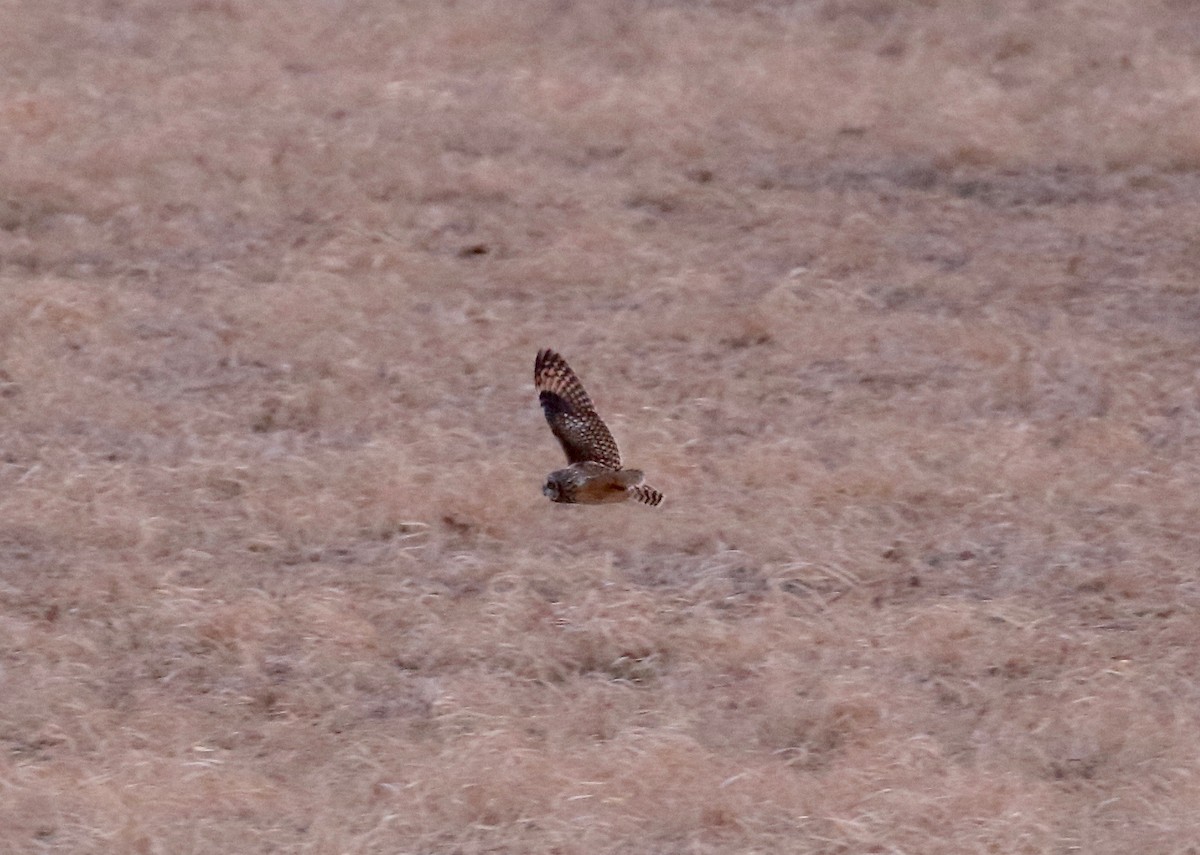 Short-eared Owl - ML570989321