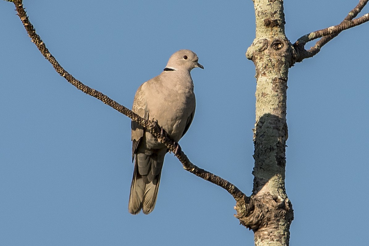 Eurasian Collared-Dove - ML570997501