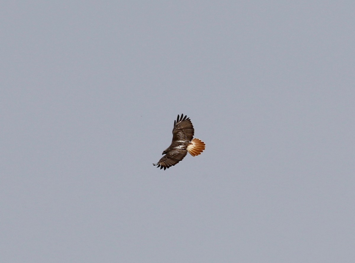 Red-tailed Hawk - Sandy Vorpahl
