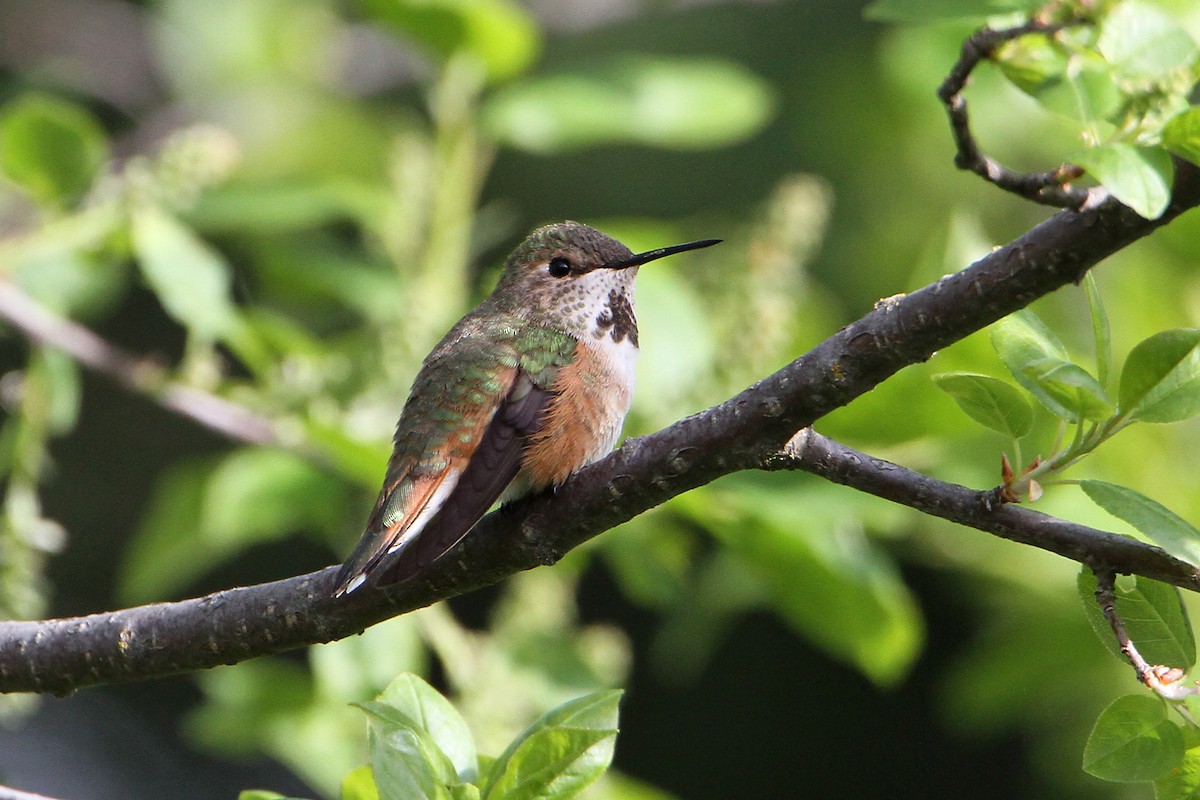 Rufous Hummingbird - Marlene Cashen