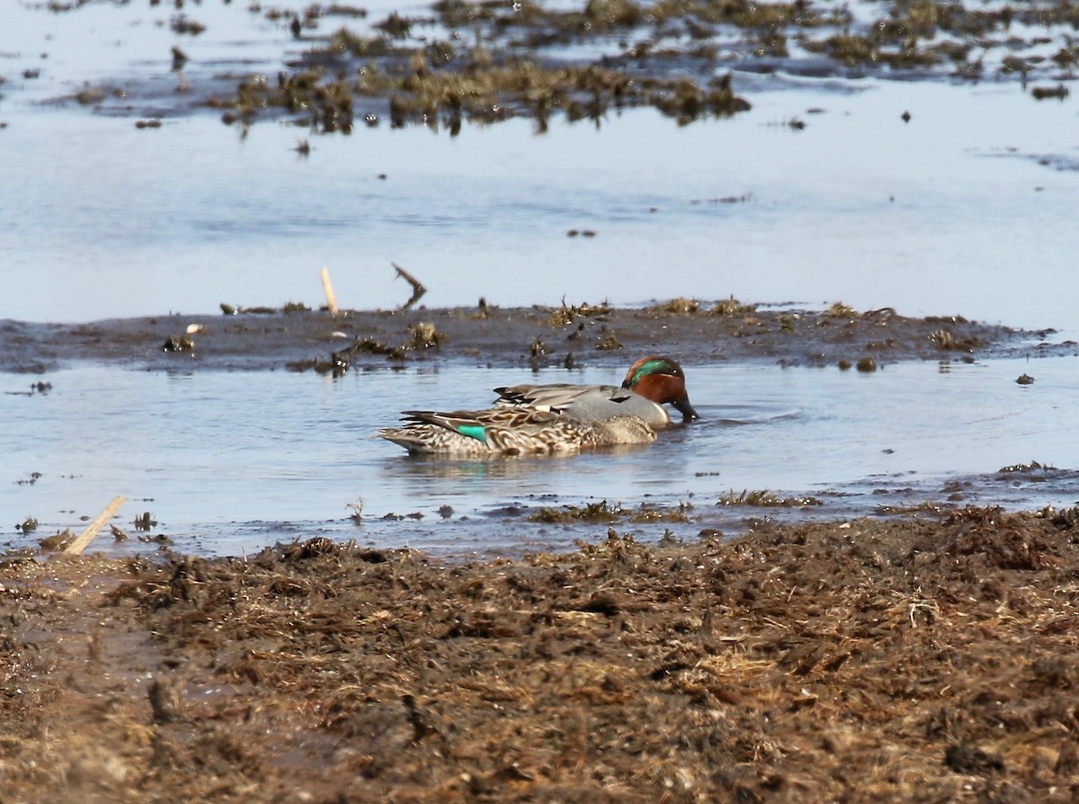 Green-winged Teal - ML571001611