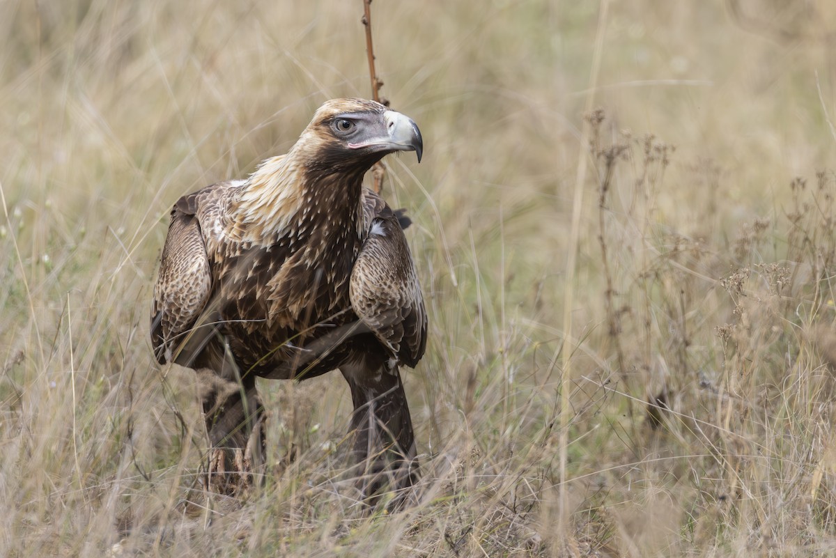 Wedge-tailed Eagle - ML571003521